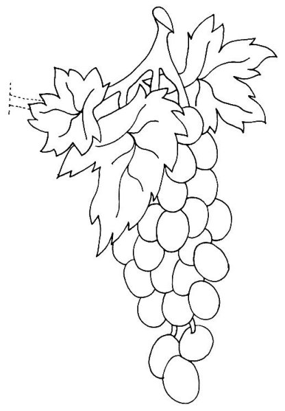 Виноград разукрашка