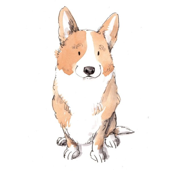 Фрилайн корги