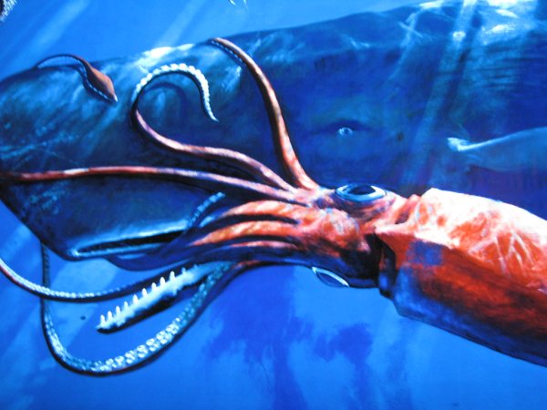 Кракен и Кашалот