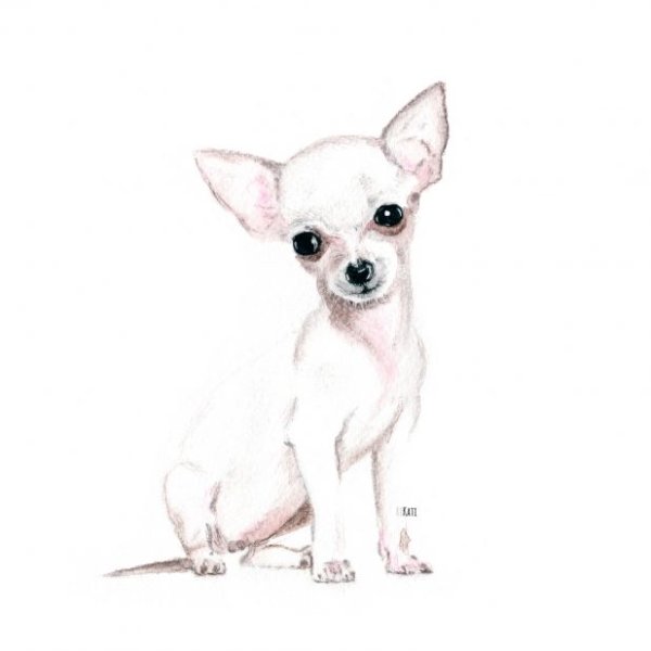 Раскраски собаки чихуахуа