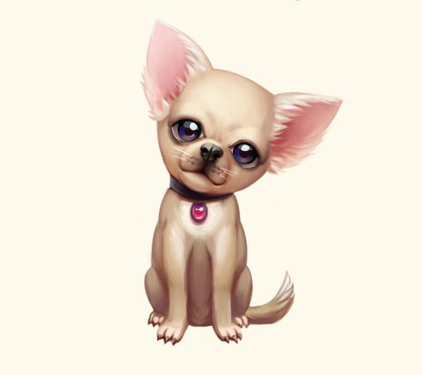 Аватарки с чихуа чихуа