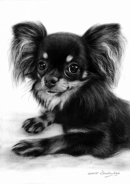 Чихуахуа терьер длинношерстный