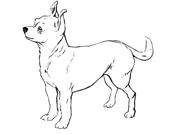 Собака рисунок