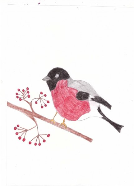 Снегирь рисунок красками
