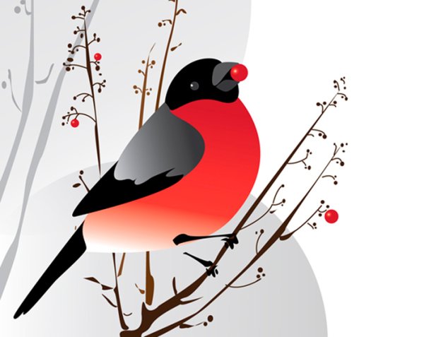 Снегирь рисунок