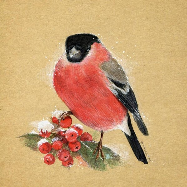 Снегирь на прозрачном фоне