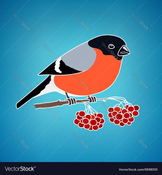 Рисование Снегирь на ветке