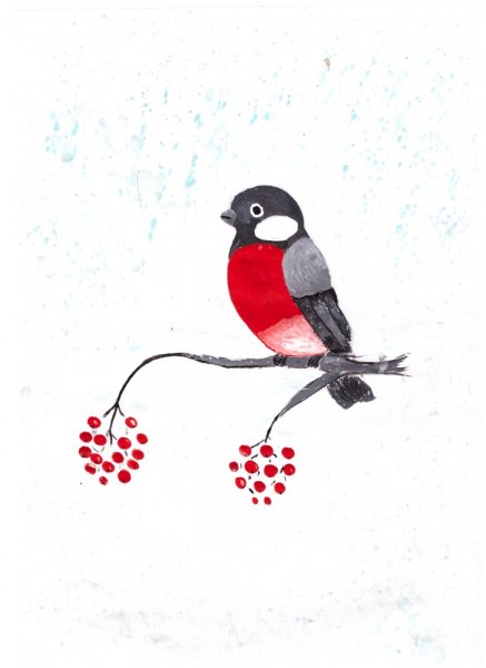 Снегирь контурный рисунок