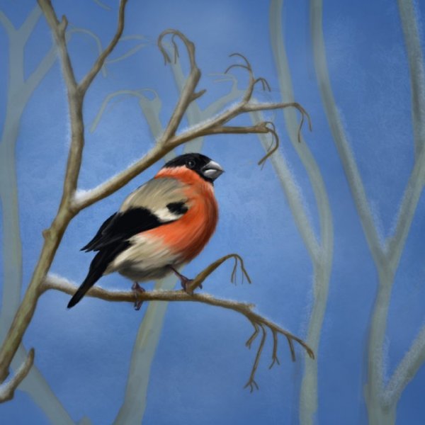 Снегирь спереди рисунок