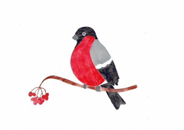 Снегирь на ветке рябины