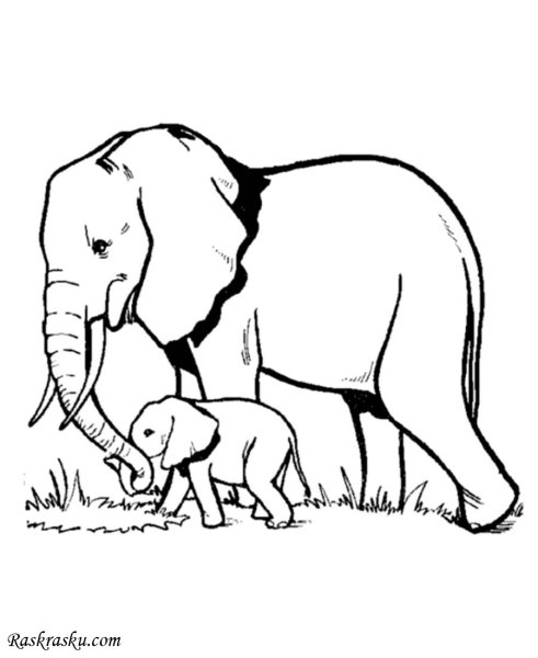 Слоны раскраска
