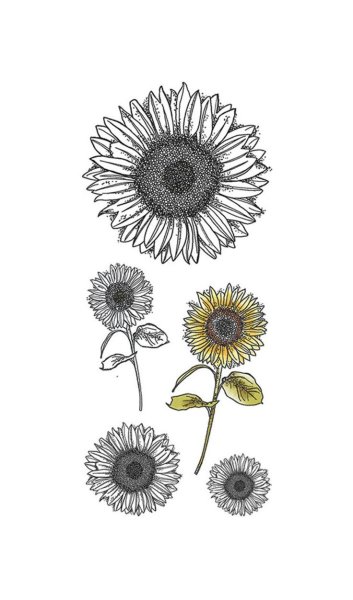 Подсолнух эскиз маленький