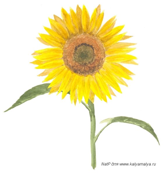 Подсолнух в разных ракурсах