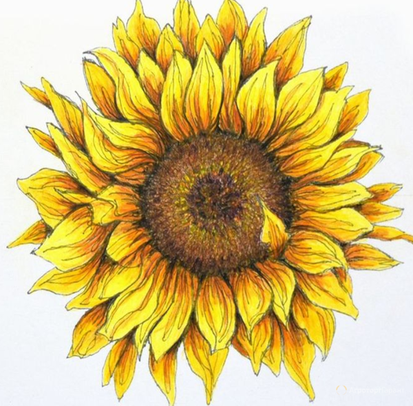 Подсолнухи цветными карандашами