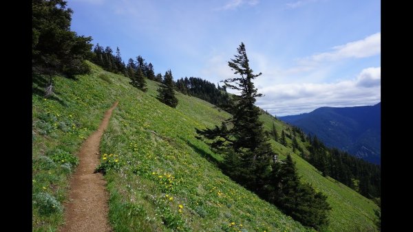 Лесистый склон Горная тропа Кавказ