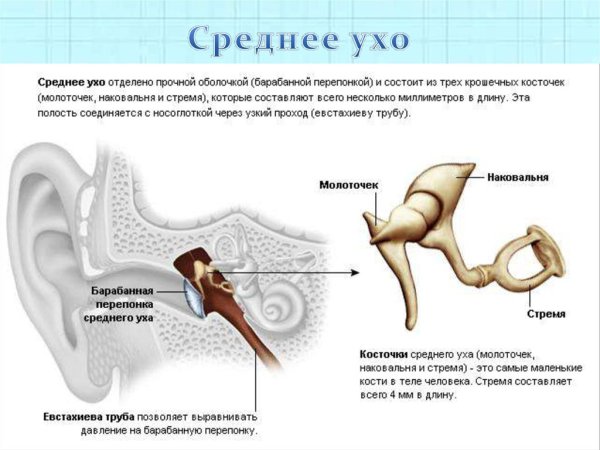 Строение уха человека слуховые косточки