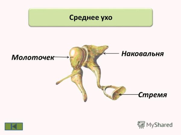 Строение уха стремечко наковальня