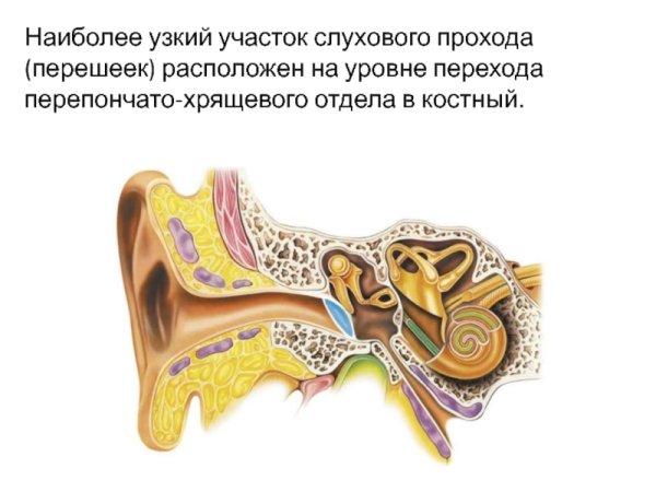 Строение слухового анализатора