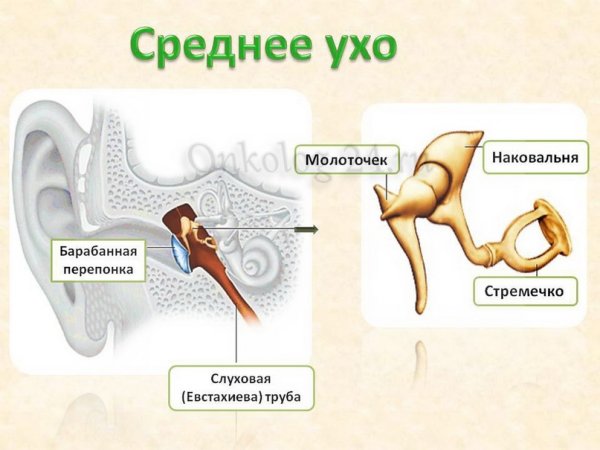 Строение уха человека молоточек наковальня и стремечко