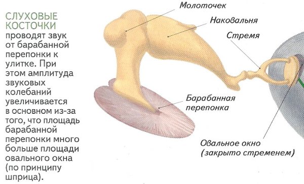 Молоточек наковальня стремечко функции