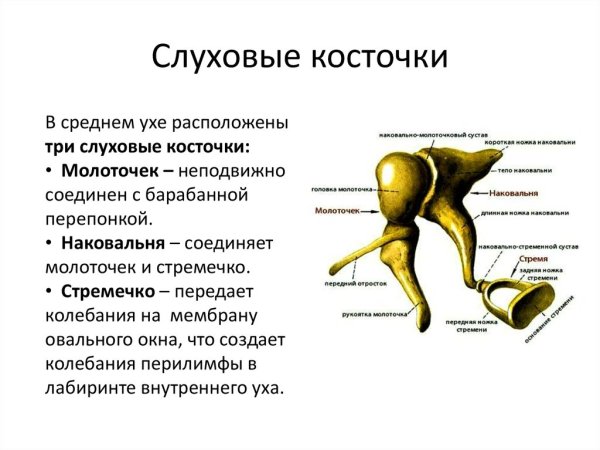 Молоточек наковальня стремечко функции