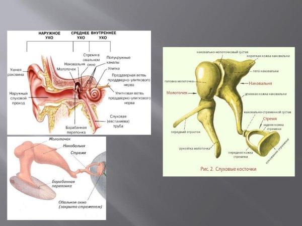 Молоточек наковальня стремечко расположены