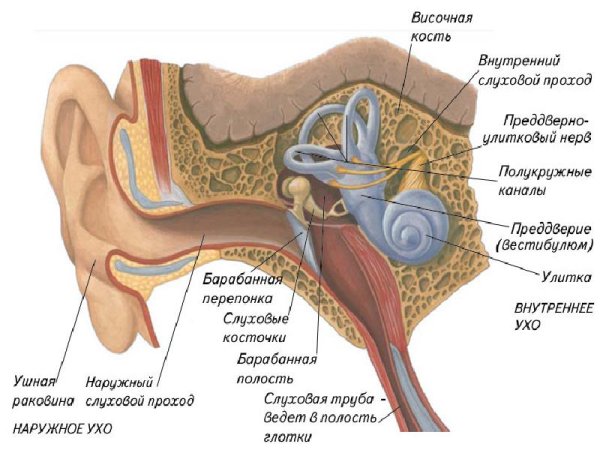 Строение уха человека вестибулярный аппарат