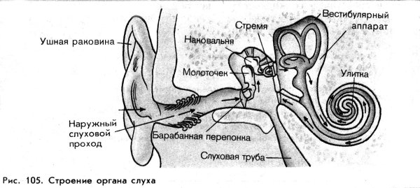 Схема строения уха и вестибулярного аппарата