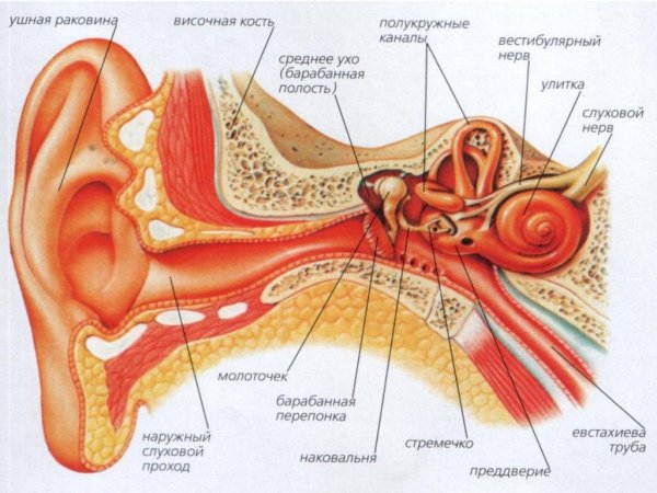 Строение уха человека вестибулярный аппарат