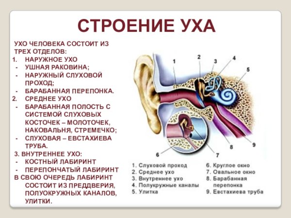 Строение уха человека отделы
