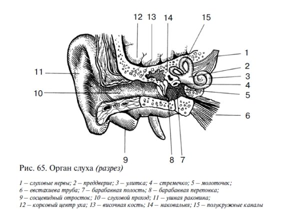 Схема строения органа слуха
