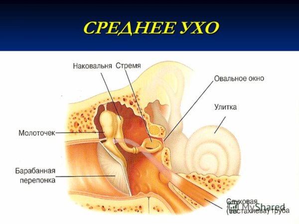 Структуры полости среднего уха