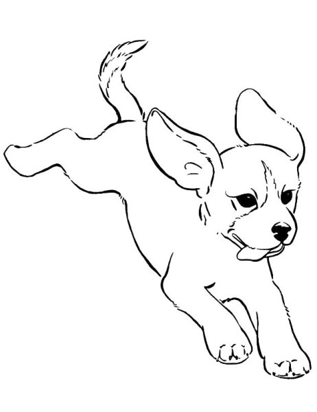 Раскраска собачка