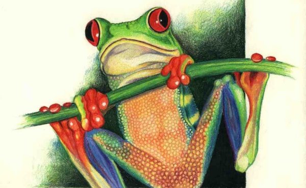 Лягушка на аву