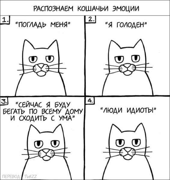 Мемы с котами