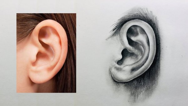 Ухо рисунок