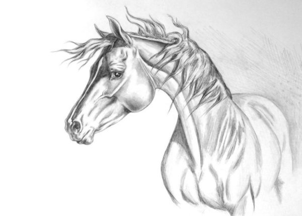 Эскиз лошади карандашом