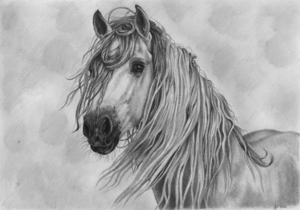 Фризская лошадь карандашом