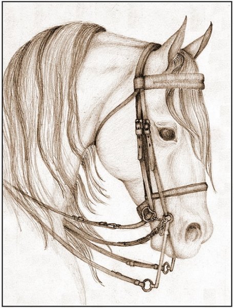 Лошадь для срисовки