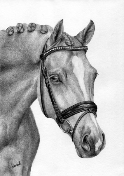 Пегая лошадь на дыбах