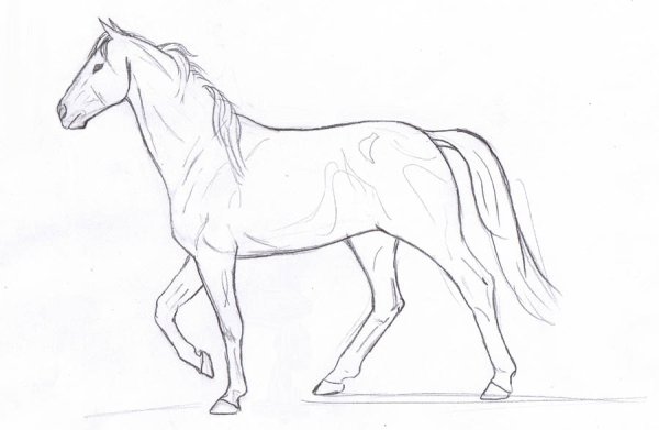 Рисунки карандашом