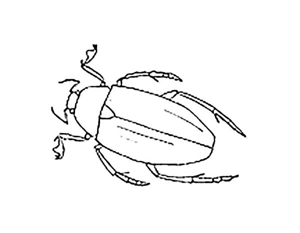 Жук силуэт