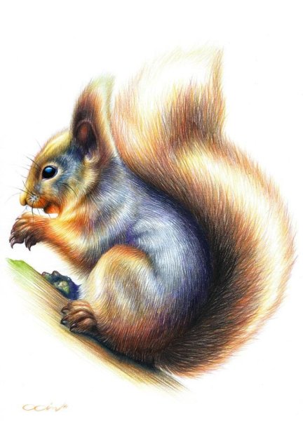 Рисунок белки