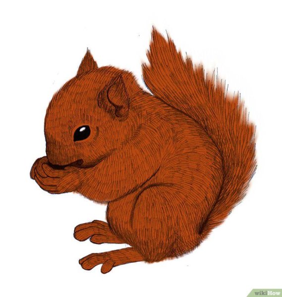 Нарисовать белочку