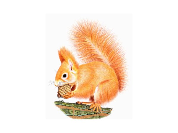 Белочка на прозрачном фоне