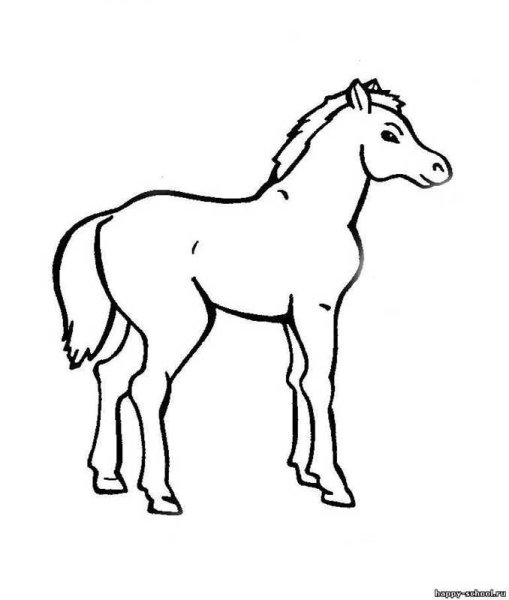 Раскраска жеребенок