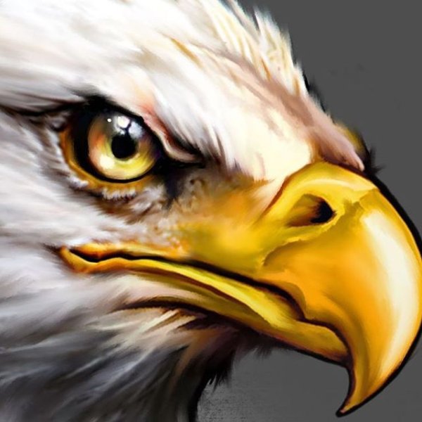 Взгляд орла арт
