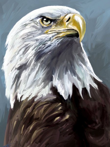 Белоголовый Орлан фурри