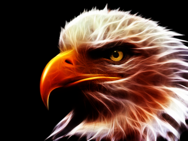 Крутая птица