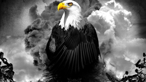 Орел на черном фоне